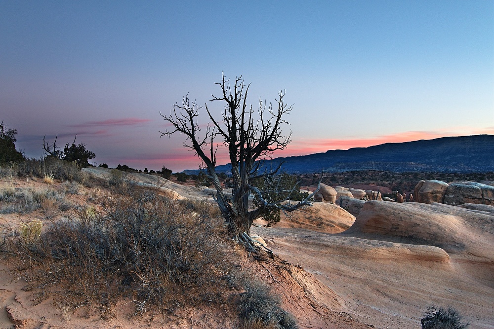 Devils Garden (1)